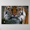 Search for smithsonian posters Photography