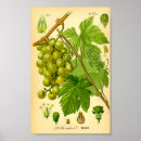 Search for vintage vineyard posters Farm