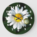Search for daisy clocks White flower