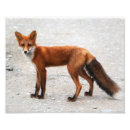 Search for red fox art Orange