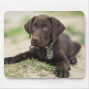 Search for chocolate lab electronics Puppy