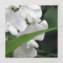 Search for sweet pea invitations Flower