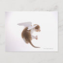 Search for angel wings postcards Fantasy