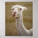 Search for alpaca posters Funny