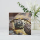 Search for tortoises invitations Pet