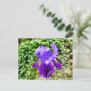 Search for purple green postcards Beautiful