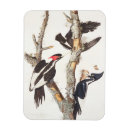 Search for audubon magnets James