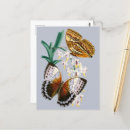 Search for vintage butterfly postcards Colourful