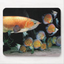 Search for fish mouse Tropical