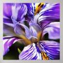 Search for purple iris art posters Floral