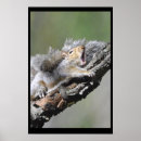 Search for yawn posters Animals