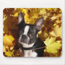 Search for terriers mousepads Boston