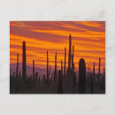 Search for saguaro cactus postcards Colourful