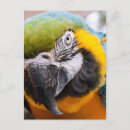 Search for macaws postcards Colourful