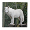 Search for wolf coasters Canine