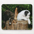 Search for boxer mousepads Puppies