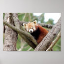 Search for red panda posters Asia