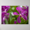 Search for sanskrit posters Purple