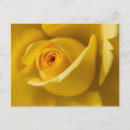 Search for rose macro postcards Flower