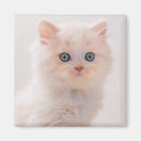 Search for longhair magnets Pet