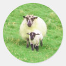 Search for sheep herding stickers Lamb