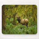 Search for rainforest mousepads Wildlife