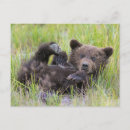 Search for clark lake postcards Brown bear