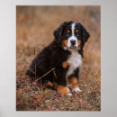 Search for bernese mountain dog puppy posters Canine