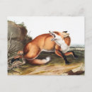 Search for american illustrators postcards Wildlife