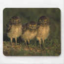 Search for burrowing mousepads Cape coral