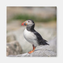 Search for puffin magnets Seabird
