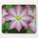 Search for clematis mousepads Vine