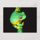 Search for treefrogs postcards Colourful
