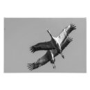 Search for crane art Black