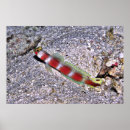 Search for goby posters Fish