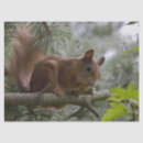 Search for pine nut Tree