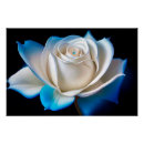 Search for rose blue posters Flowers