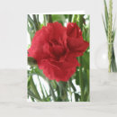 Search for carnations cards Photography