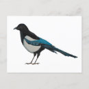 Search for magpie postcards Watercolor