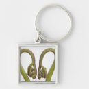 Search for fern key rings Plants