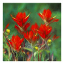 Search for indian painting posters Wildflower