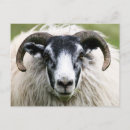 Search for aries postcards Sheep