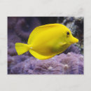 Search for yellow fish postcards Coral