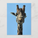 Search for funny giraffes postcards Nature