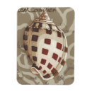 Search for seaside magnets Seashells