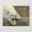 Search for polar postcards Bear