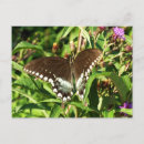 Search for swallowtail photography Floral