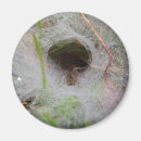 Search for webs magnets Bug