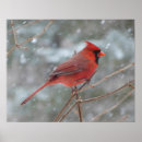 Search for cardinals in winter posters Red