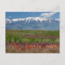 Search for rising postcards America